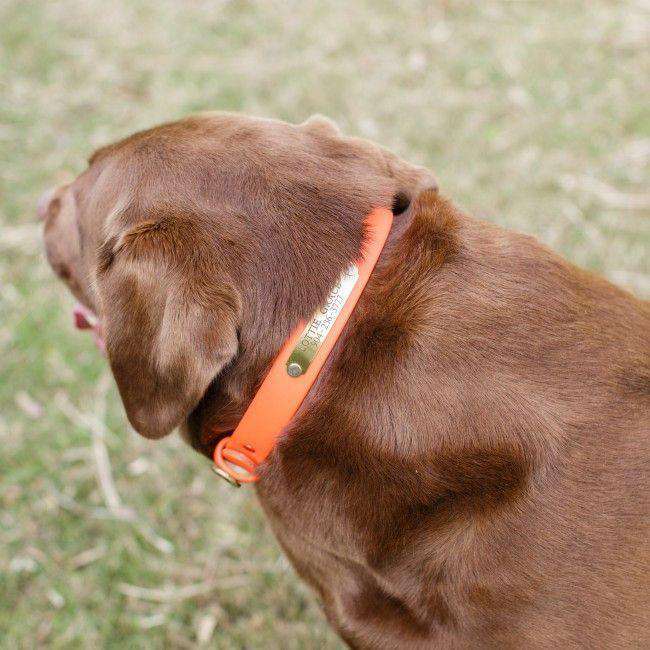 "The Water Dog" DuraHide Collar in Blaze Orange by Over Under Clothing - Country Club Prep